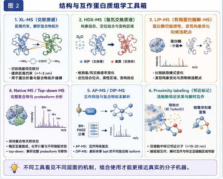 图2:结构与互作蛋白质组学工具箱