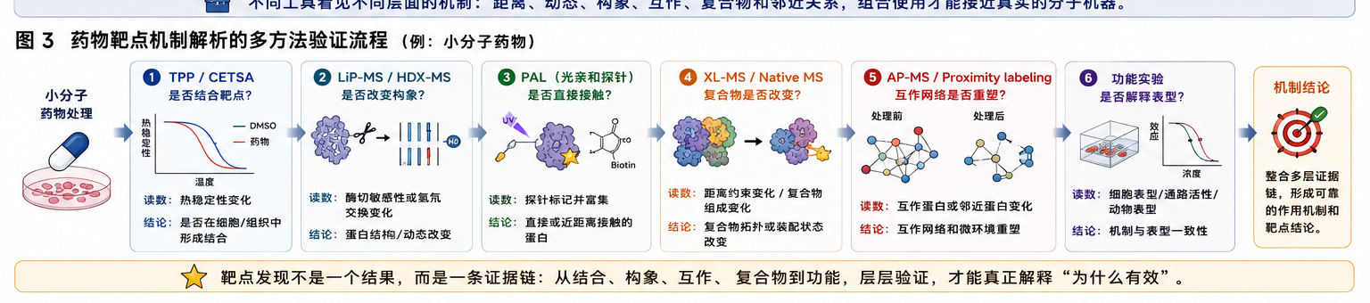 图3:药物靶点机制解析的多方法验证流程