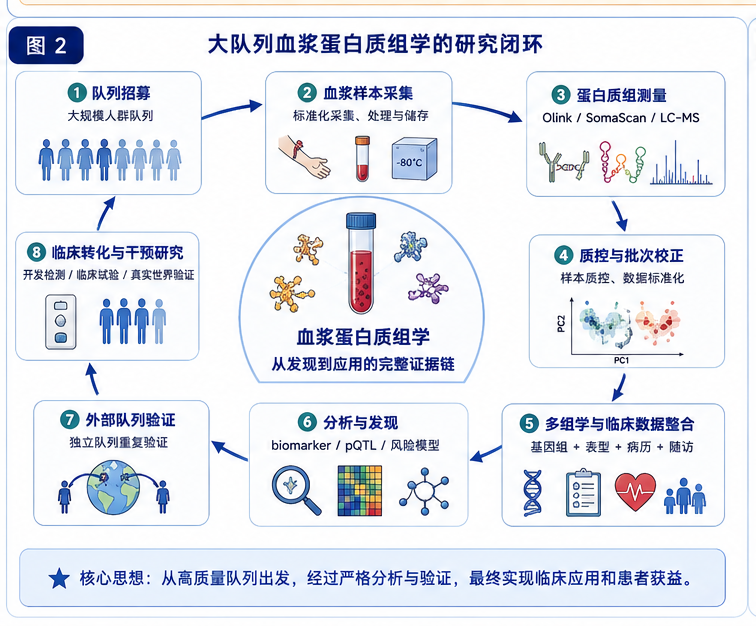 图2:大队列血浆蛋白质组学的研究闭环