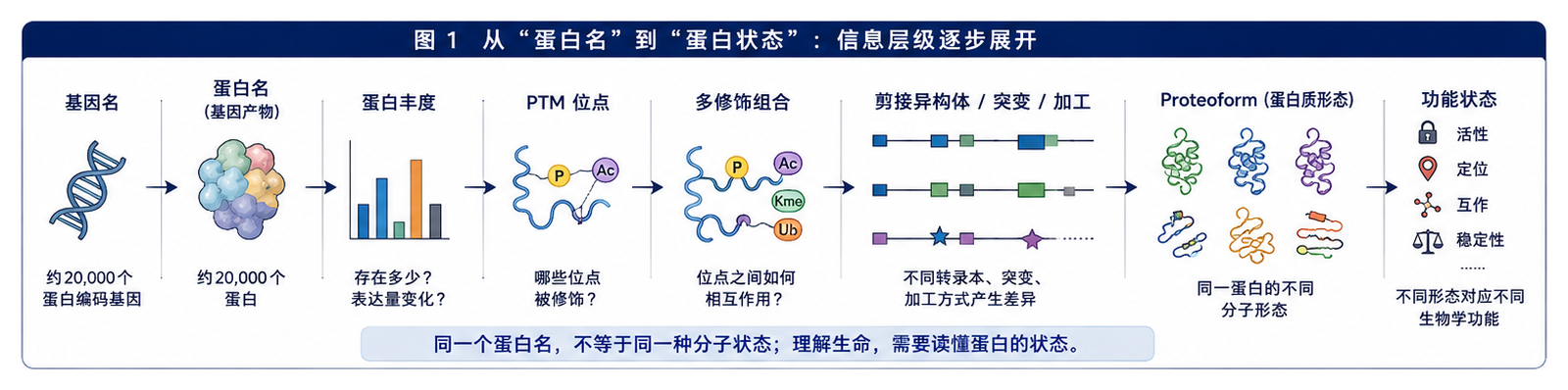 图1：从“蛋白名”到“蛋白状态”的层级图