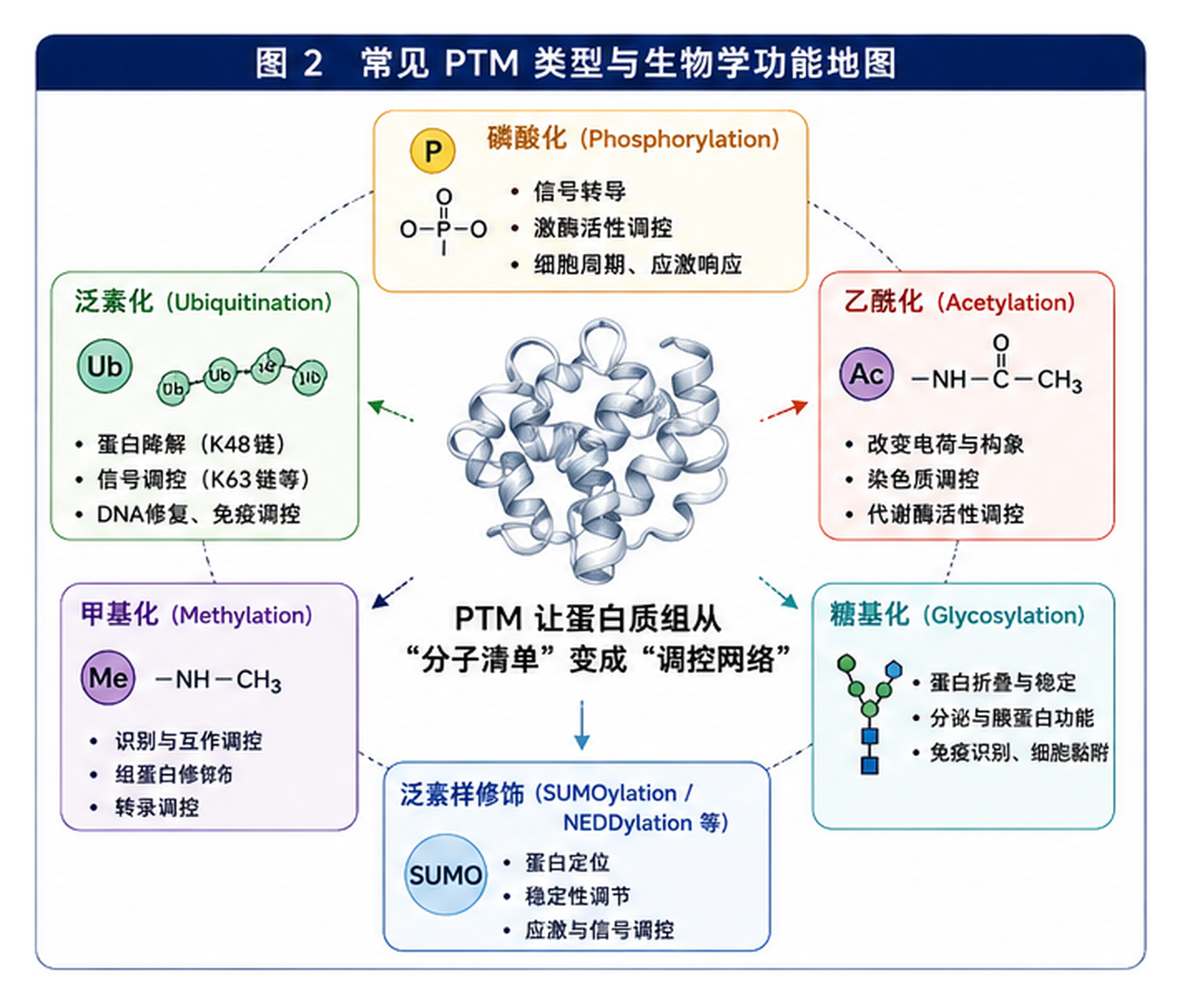图2：常见 PTM 类型与生物学功能地图