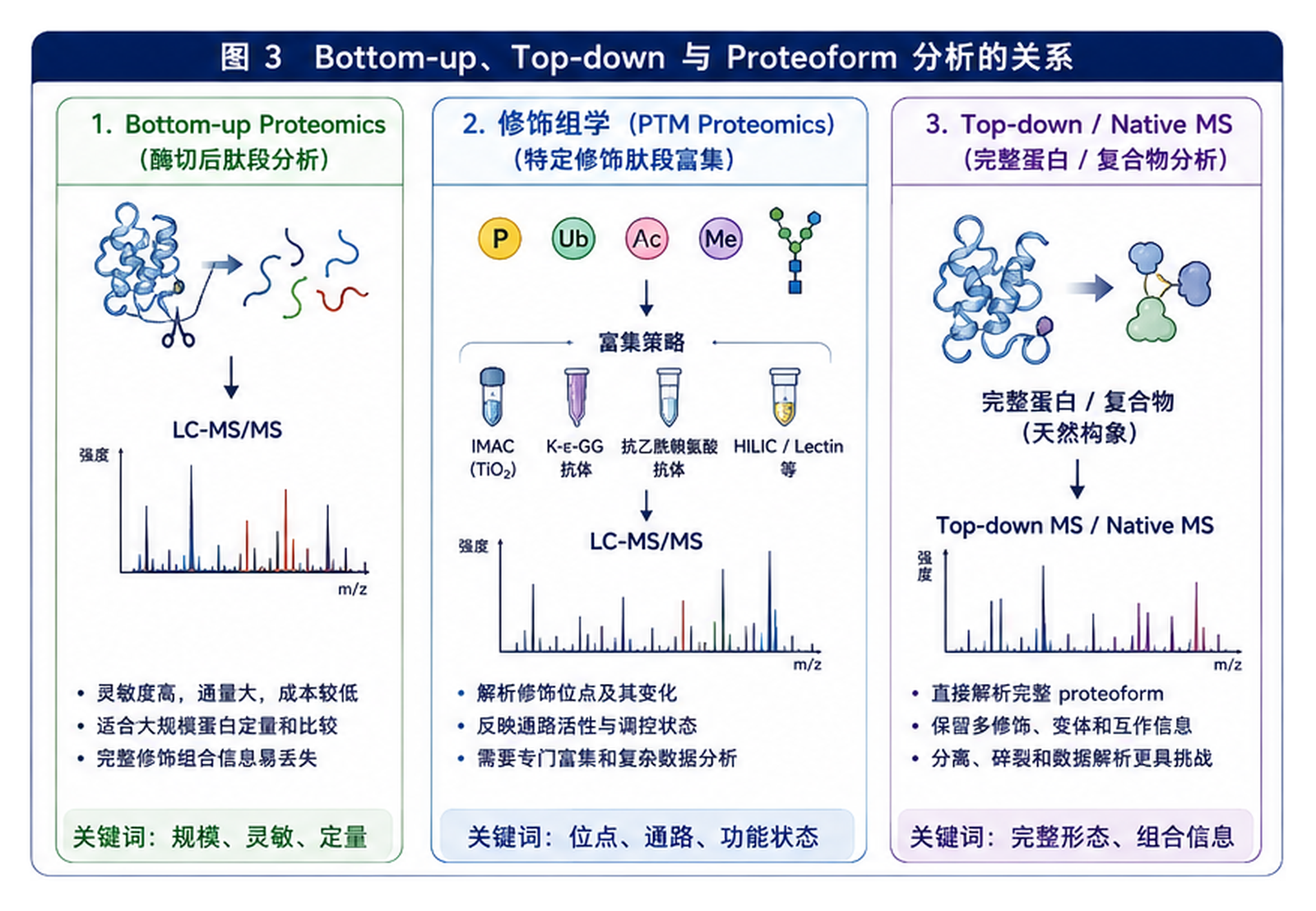 图3：Bottom-up、Top-down 与 Proteoform 的关系