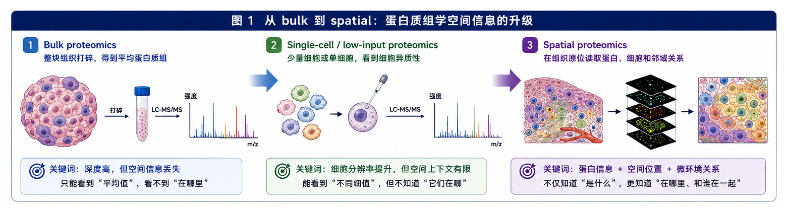 图1：从 bulk 到 spatial：蛋白质组学空间信息的升级