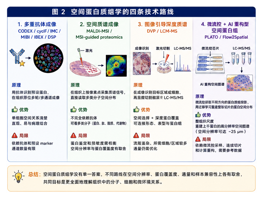 图2：空间蛋白质组学的四条技术路线