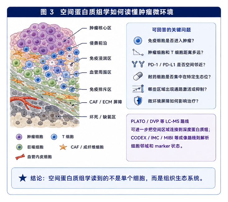 图3：空间蛋白质组学如何读懂肿瘤微环境